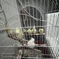 عروس هلندی نر و ماده همراه جوجه هاش