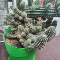 کاکتوس و اشک عروس