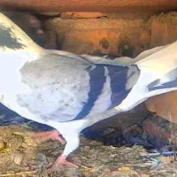 کبوتر|پرنده|بیرجند, |دیوار