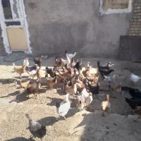 مرغ جوجه|حیوانات مزرعه|بیرانوند, |دیوار