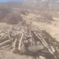 باسلام فروش انواع چوب باغی هیزمی