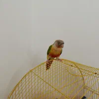 طوطی گرینچیک دستی سخنگو|پرنده|الوند, |دیوار