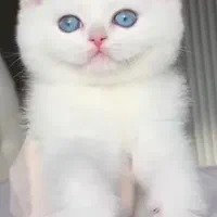 بریتیش های عروسکی