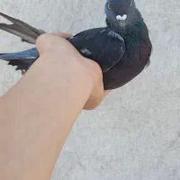 جفتش یک تومن
