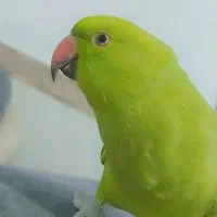 طوطی ملنگو نر