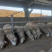 فروش بره پرواری رومن