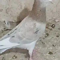 دوعدد نرسار