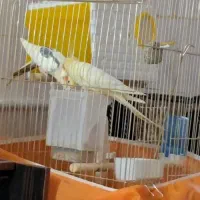 جفت عروس هلندی