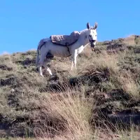 نرخرتخم دارجوان ۴سال درشت ثم گرد قاطری کپل گرد