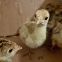 جوجه بوقلمون برنز