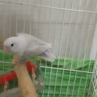 یک عدد کوتوله برزیلی|پرنده|ایرانشهر, |دیوار