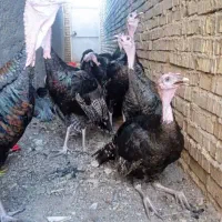 فروش  ۱۰ عدد بوغلمون یک ساله ۴ عدد نر و۶ عدد ماده|حیوانات مزرعه|اهواز, شهرک رزمندگان|دیوار