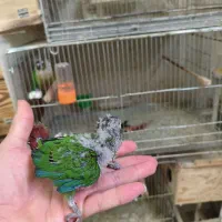 جوجه گرینچیک و عروس هلندی|پرنده|شاهین‌شهر, نظامی|دیوار