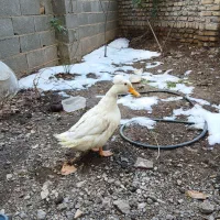 اردک کاکلی یه ساله تخم گذار