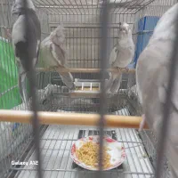 عروس هلندی|پرنده|قم, نخودی|دیوار