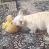 سگ نژادکورگی|سگ|تهران, مسعودیه|دیوار