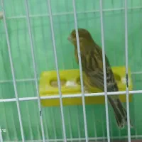 قناری|پرنده|پرند, فاز ۲|دیوار