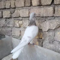 پتی واله پاکستانی خون پاک (جفت)|پرنده|اصفهان, دنارت|دیوار