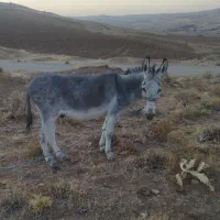نه تا الاغ نرو ماده
