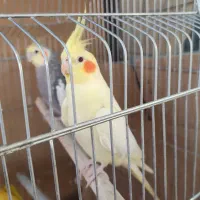 یک جفت عروس هلندی سخنگو