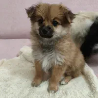 توله پامرانین زیبا و آموزش پذیر