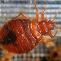 سمپاشی تخصصی ساس و سوسک سم پاشی با ضمانت 1 ساله