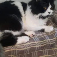 گربه نر تاکسیدو گم شده