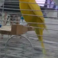 مرغ عشق فول اهلی و سخنگو