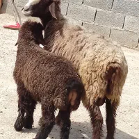 میش ترکی بره دار