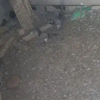 پرشی|پرنده|جغتای, |دیوار