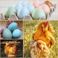 مرغ و خروس امرکانا