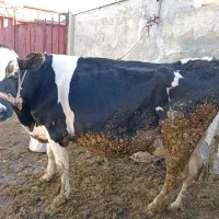 گاو شیری|حیوانات مزرعه|چگنی, |دیوار