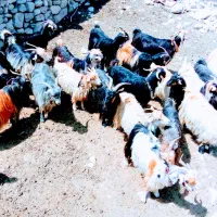 بزترکی‌معاوضه‌بامیش|حیوانات مزرعه|ایذه, |دیوار