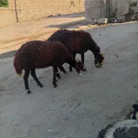 بره بره