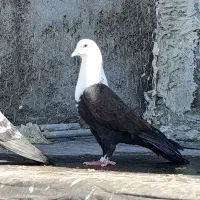 کبوتر ساده نر و ماده