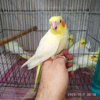 طوطی عروس نرمخوروعروس بالغ وجفت|پرنده|بهبهان, |دیوار
