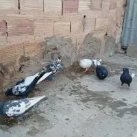 کبوتر|پرنده|سبزوار, جهاد کشاورزی|دیوار