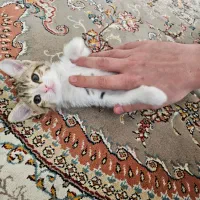 گربه