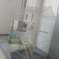 عروس هلندی ومرغ عشق