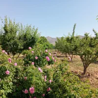 باغ|فروش خانه و ویلا|مشهد, درزآب|دیوار