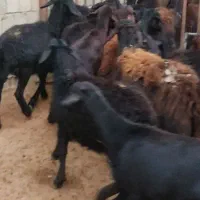 بره ماده