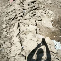 کود گوسفندی