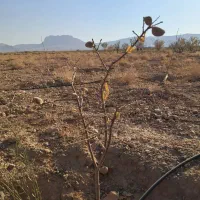 فروش-30-دقیقه-آب-کشاورزی-قنوات-140-ملیون