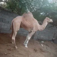 سلام‌شتر‌نه‌شیش سال‌نرم‌سواری‌راست‌