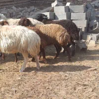دو عدد میش 3بره ماده همشون جنس|حیوانات مزرعه|کاشان, مشکات|دیوار