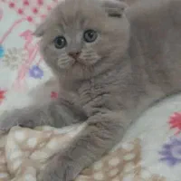 ماده بلو فحل