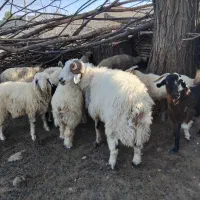 کهره نر، بره نر و قوچ فروشی|حیوانات مزرعه|چیتاب, |دیوار