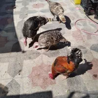 بوقلمون نر و ماده جوان