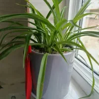 گل و گیاه|گل و گیاه طبیعی|آق قلا, |دیوار