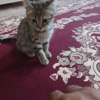 واگذاری گربه خانگی واکسن زده شده